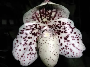 Bild von Paphiopedilum godefroyae 2